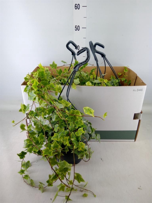 <h4>Hedera helix   ...mix varie white</h4>