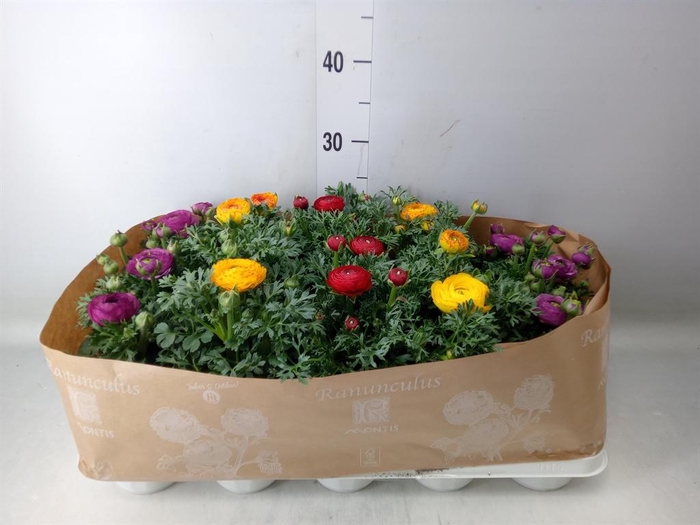 <h4>Ranunculus  'Sprinkles'</h4>