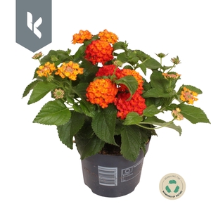 Lantana Havana Orange