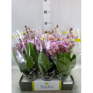 Phalaenopsis   ...rose