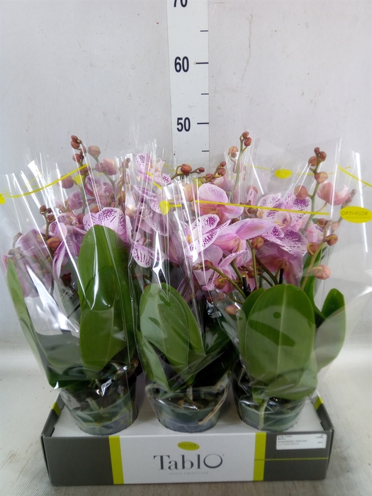 <h4>Phalaenopsis   ...rose</h4>
