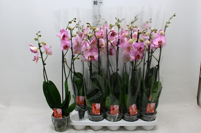 <h4>PHAL OV ROZE</h4>