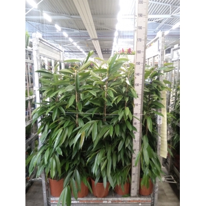 Ficus binn. 'Amstel King'