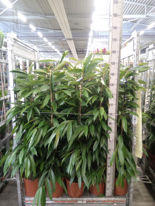 <h4>Ficus binn. 'Amstel King'</h4>