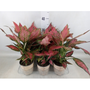 Aglaonema   ...