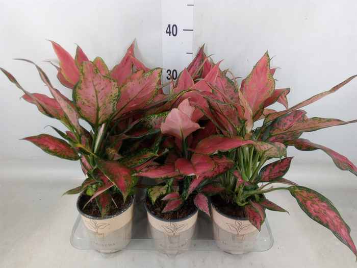 <h4>Aglaonema   ...</h4>