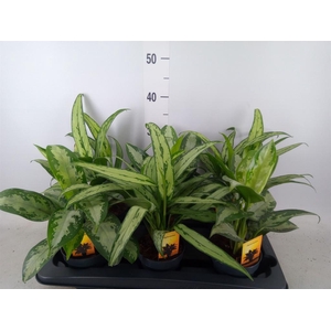 Aglaonema   ...mix