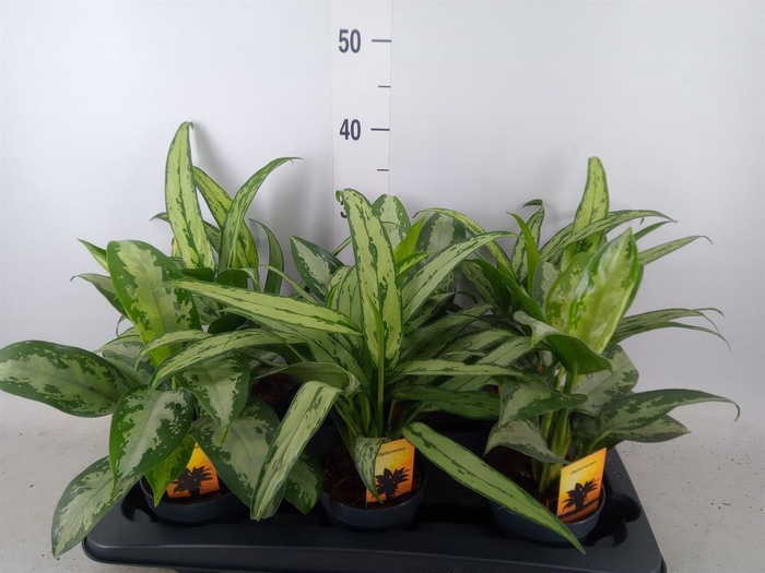 <h4>Aglaonema   ...mix</h4>