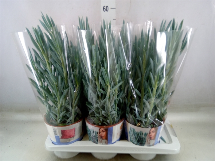 <h4>Curio ficoides 'Mount everest'</h4>