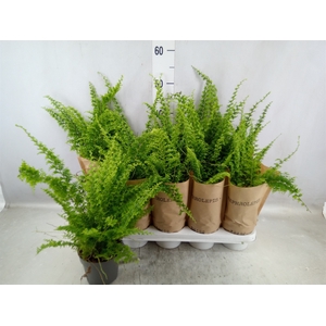 Nephrolepis exal. 'Green Fantasy'