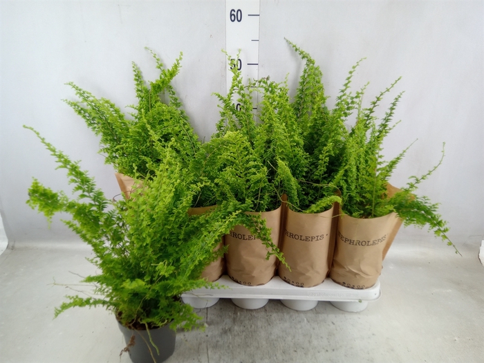 Nephrolepis exal. 'Green Fantasy'