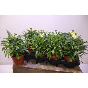 arr8 Erys Ley Lemon Glow