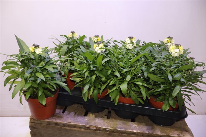 <h4>Erys Ley Lemon Glow</h4>