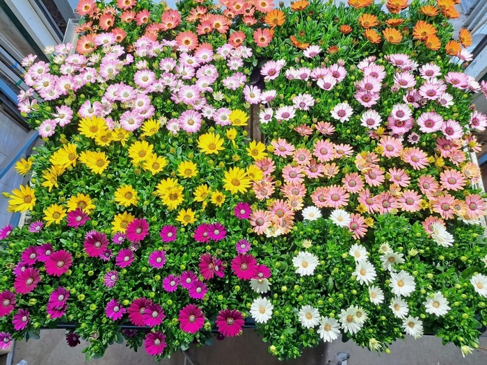 arr8 Osteo Mixk 1 Kleur Per Tray