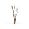 Syringa Branch Super Ruppe