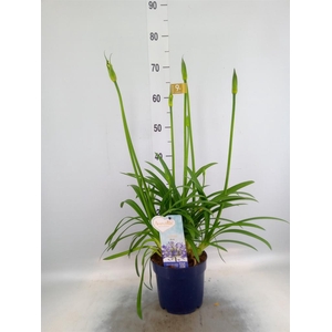 Agapanthus  'Amourette Superb'
