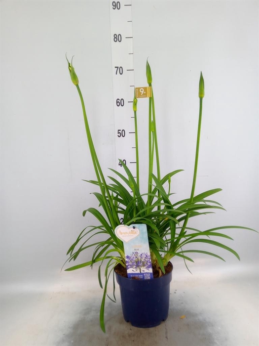<h4>Agapanthus  'Amourette Superb'</h4>