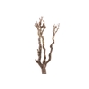 Syringa Branch Super Humfrey