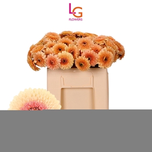 Germini Pomponi Jayjay Water