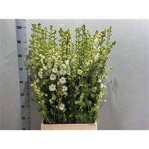 Consolida Q White