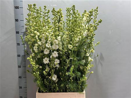 <h4>Consolida Q White</h4>
