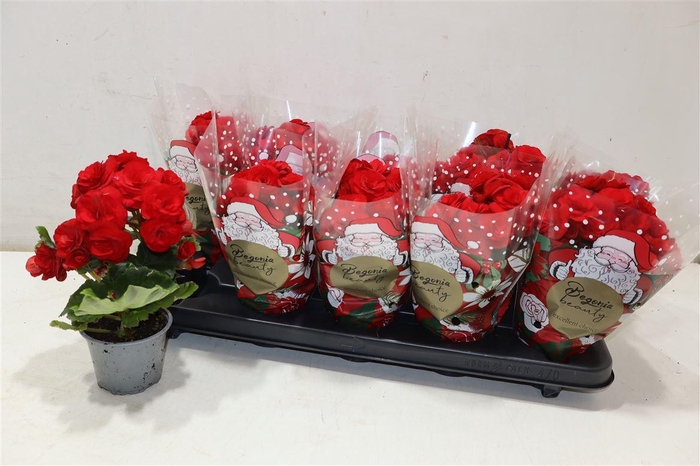 <h4>Beg Du Baladin</h4>