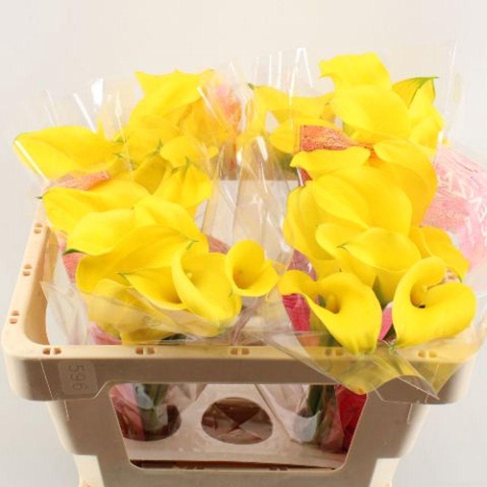 <h4>Zantedeschia gold medal</h4>