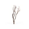 Syringa Branch Super Godowsky