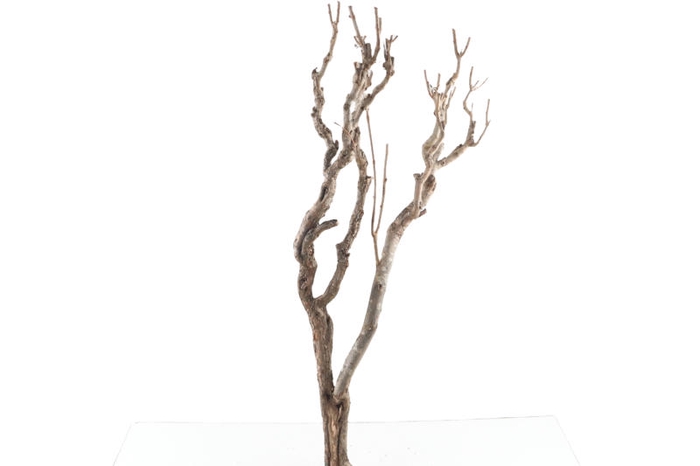 Syringa Branch Super Godowsky