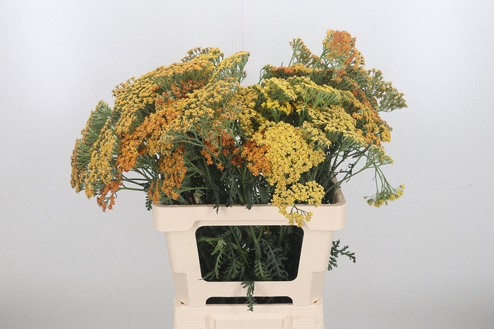 <h4>Achillea Terra Cotta</h4>