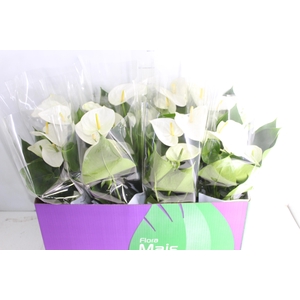 ANTHURIUM VARIADO P15