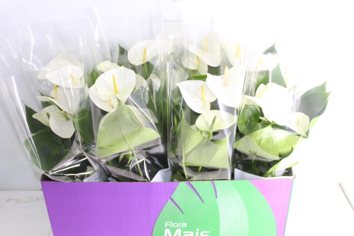 <h4>ANTHURIUM VARIADO P15</h4>