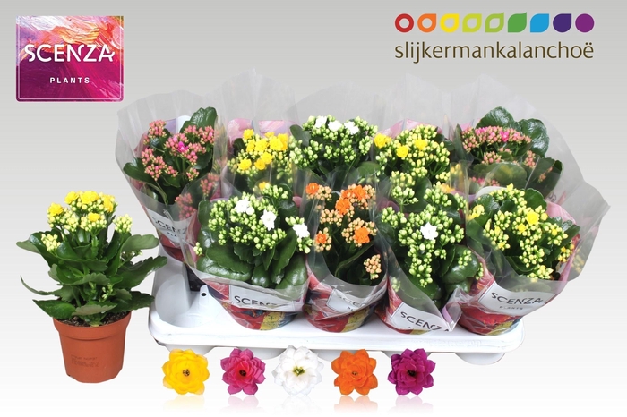 <h4>KAL GE GEM 5 KL</h4>