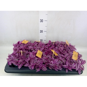 Tradescantia zebr. 'Pink Paradise'