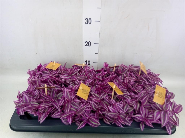 <h4>Tradescantia zebr. 'Pink Paradise'</h4>