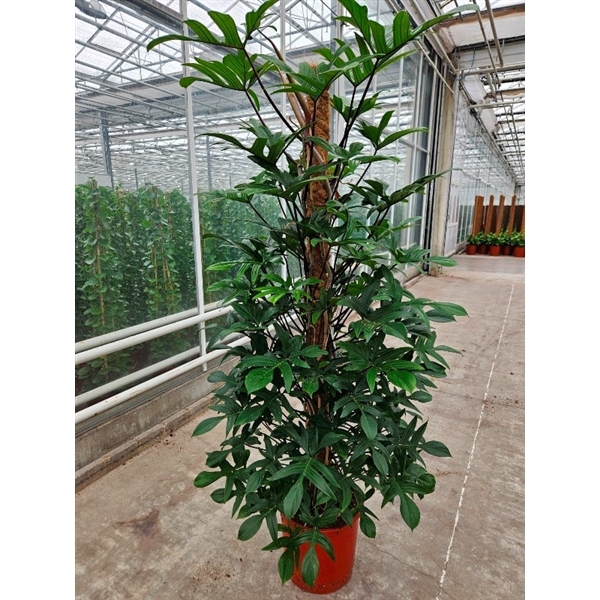 <h4>Philodendron pedatum </h4>