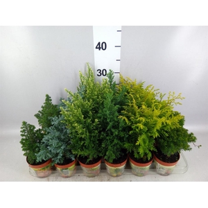 Conifers   ...mix