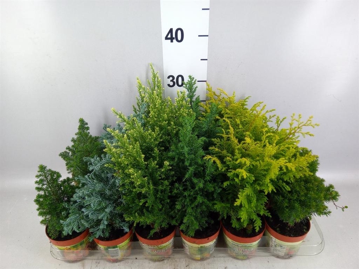 Conifers   ...mix