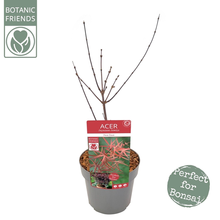 Acer palmatum Pevé Dave