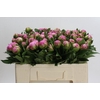 Paeonia Dr Alexander Fleming