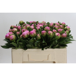 Paeonia Dr A Fleming