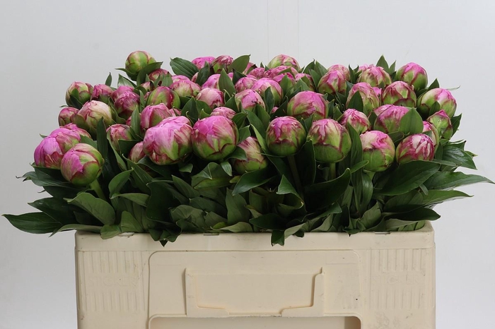 <h4>Paeonia Dr A Fleming</h4>