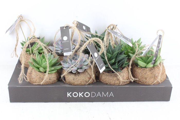 <h4>arr3 Kokoplant - Succulenten mix x8</h4>