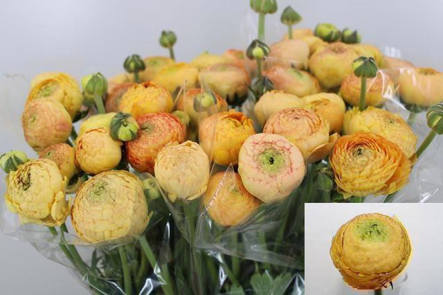 <h4>RAN AAZUR CHAMPAGNE</h4>