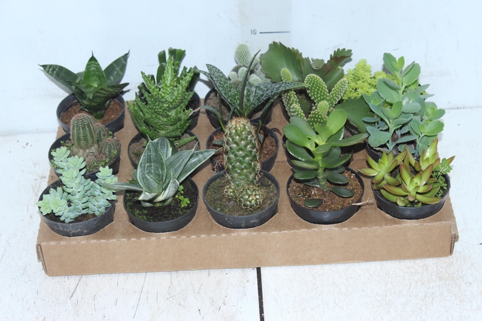 <h4>SUCULENTAS P09</h4>