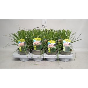 Cortaderia sell. 'Rosea'