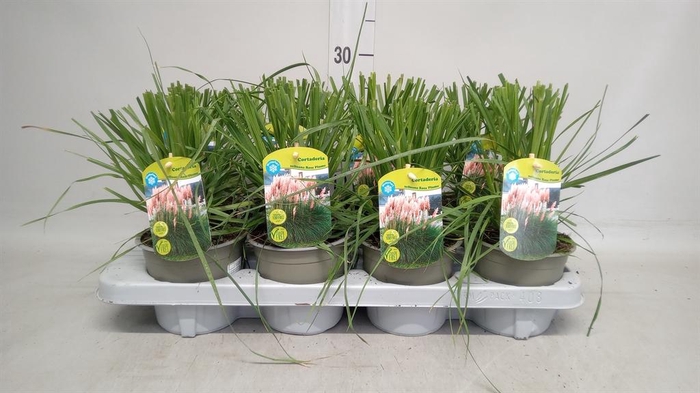 <h4>Cortaderia sell. 'Rosea'</h4>