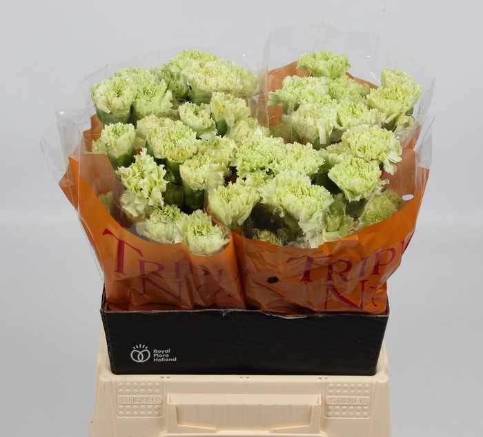 <h4>DI ST GOBLIN</h4>