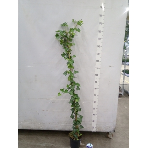 Hedera hibernica