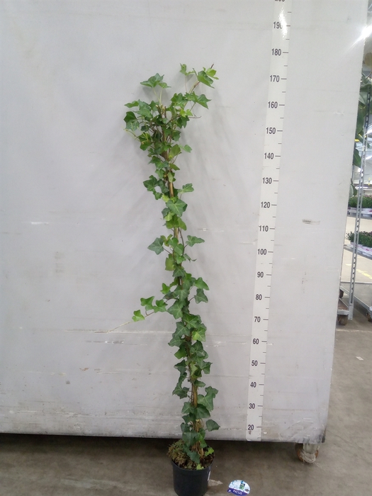 <h4>Hedera hibernica</h4>